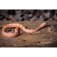 Guttata scaleles albina - Phanterophis guttatus - serpiente del maíz sin escamas